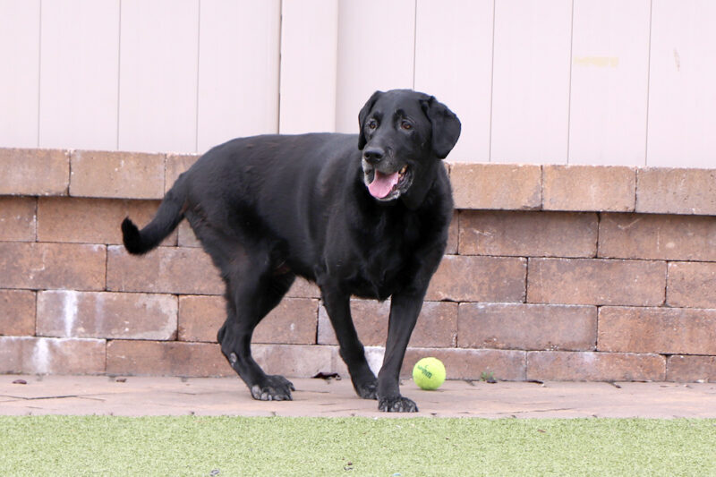 adopt-story-pc232-kimber-(25)