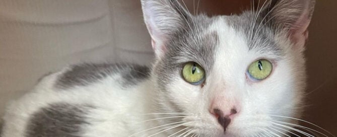 a close up of a cat