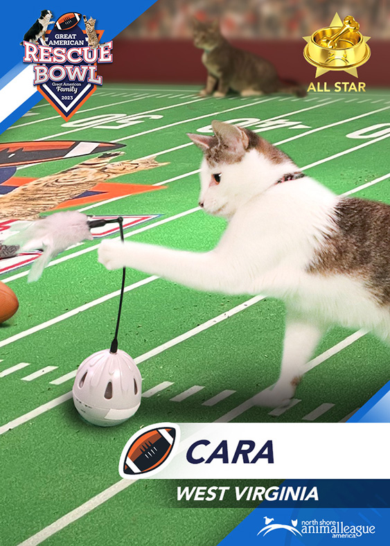 All Star Pet Rescue