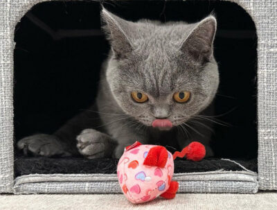 beth-blog-feb2023-cocomelon a cat licking a toy