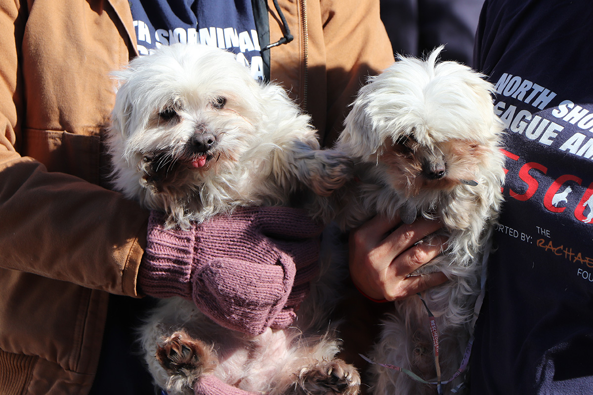 two dogs in a person's hands