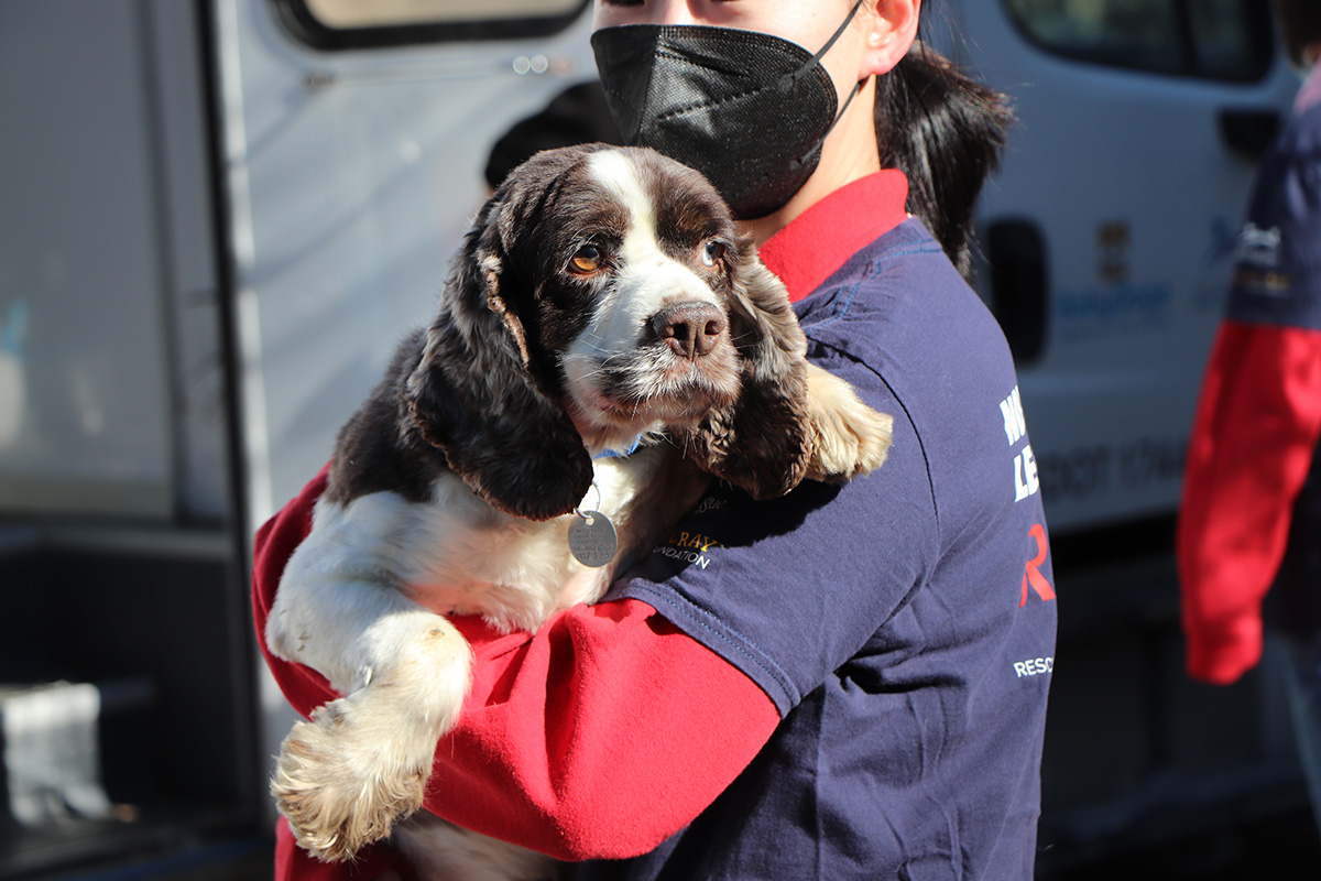 a woman wearing a face mask holding a dog