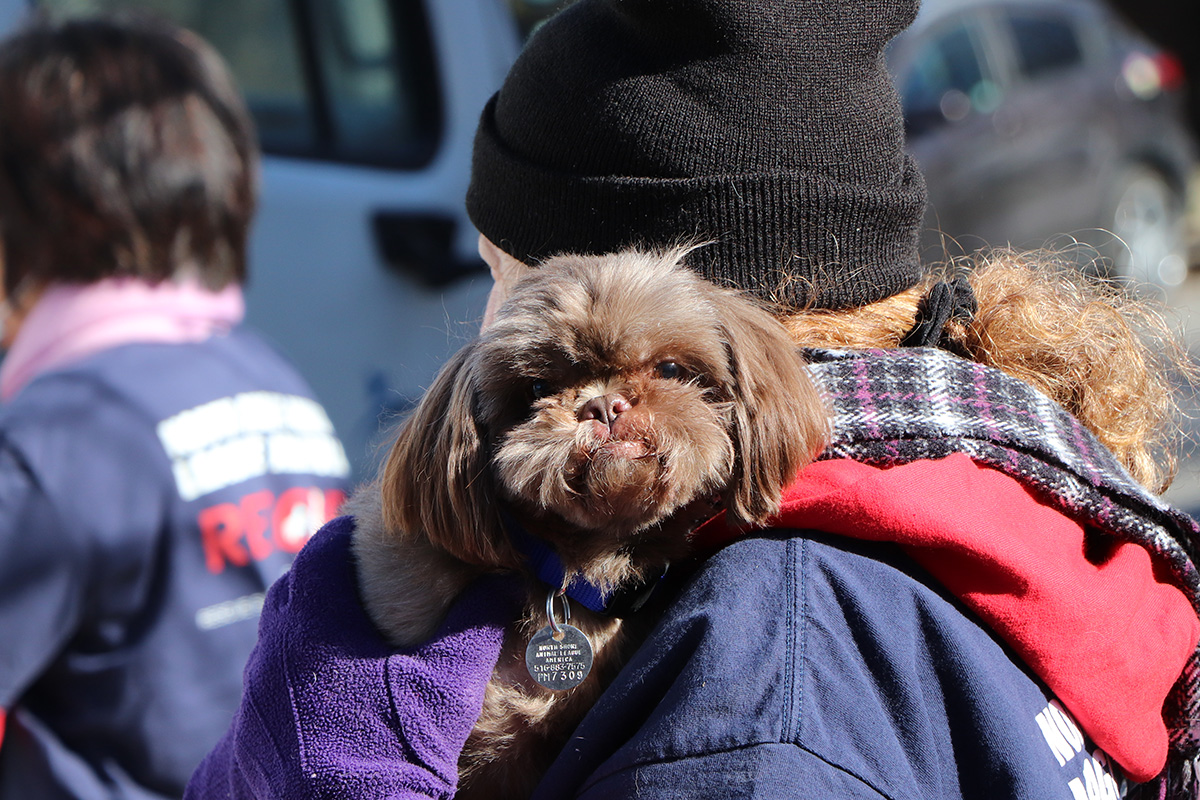 a dog on a person's shoulder