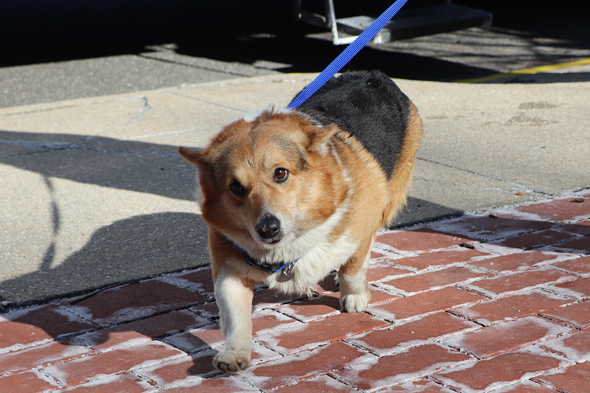 a dog on a leash