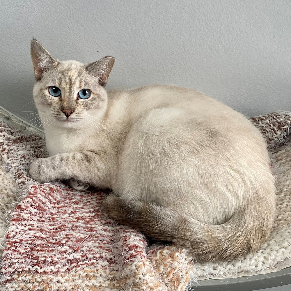 Snow tiger siamese hot sale