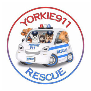 Yorkie 911 Rescue