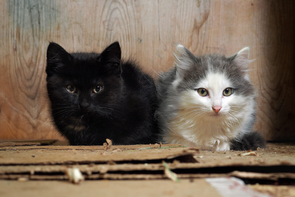 world-spay-day-feral-cats