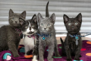 a group of kittens on a blanket