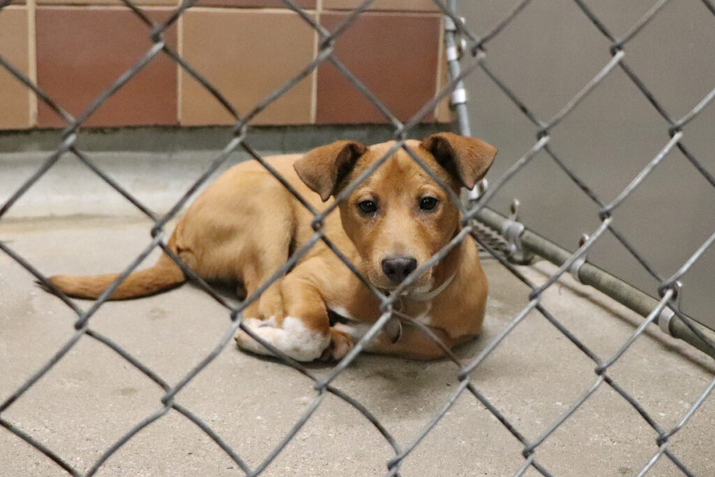 world-spay-day-lonely-dog
