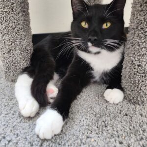 a black and white cat lying on carpet