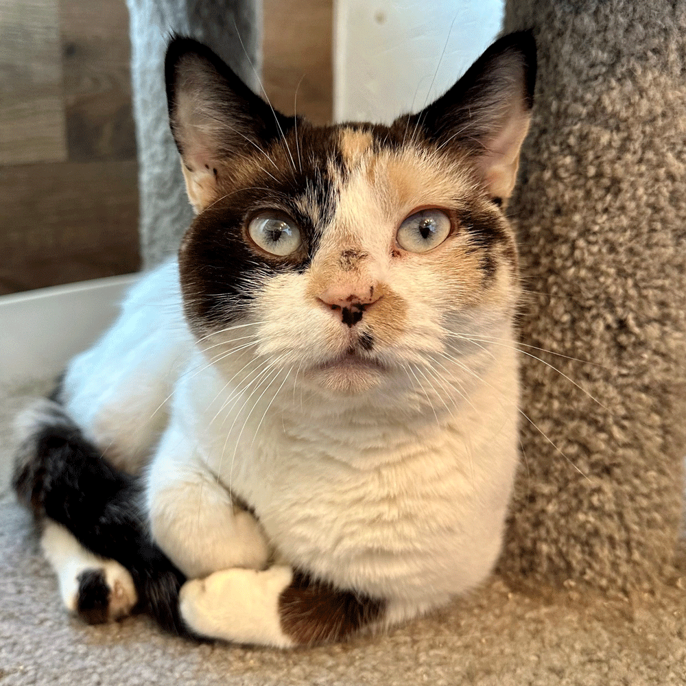 Meet Zara