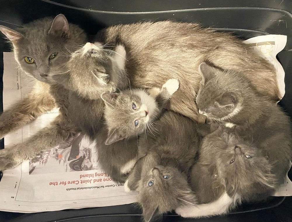 beth-blog-march2023-mama-bliss a group of cats in a basket