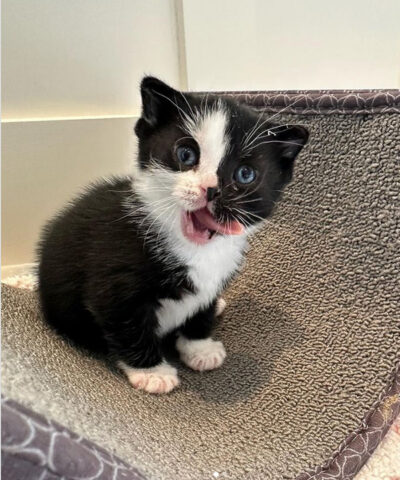 beth-blog-march2023-tiny-timmy- a black and white kitten with its tongue out