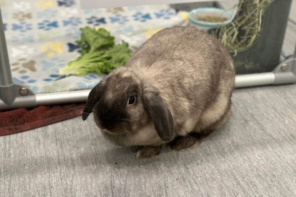 blog-rabbit-tips-denise-hopper-mar223