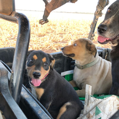 donor-spotlight-jan2023-mary-maracek-buster-dolly-ruby-dogs