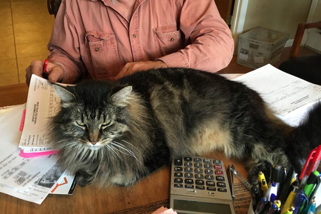 donor-spotlight-jan2023-mary-maracek-joli-cat
