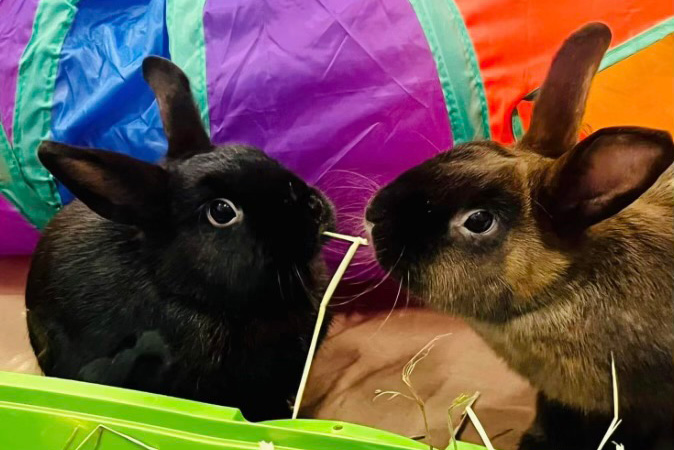 feature-blog-rabbit-tips-george-jerry-dec2022