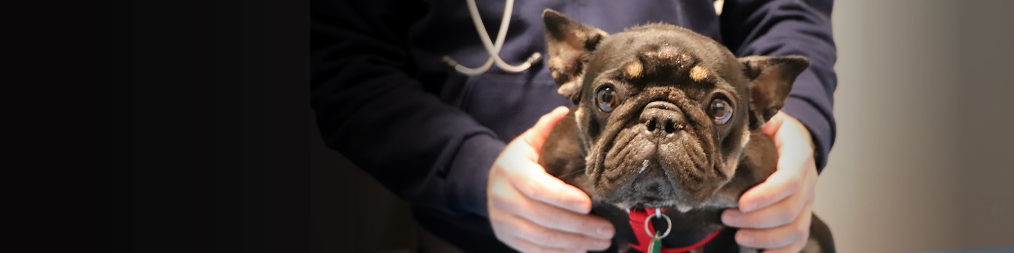 North Shore Animal League America | World's Largest Animal Rescue Org North Shore Animal League America | World's Largest Animal Rescue Org
