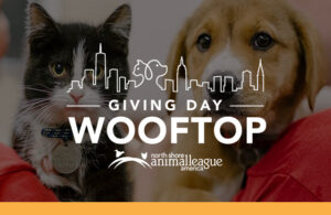 Giving Day Wooftop