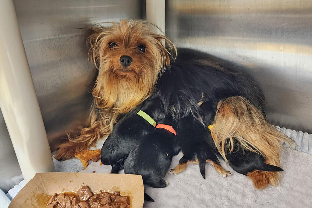 nursery-tillie-with-pups-20230226_091109 Tillie