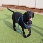 r167558-oliver-male-adult-black-labrador-mix-010423a