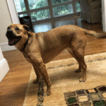 sponsor-pet-dakota-030623a