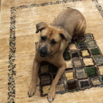 sponsor-pet-dakota-030623b