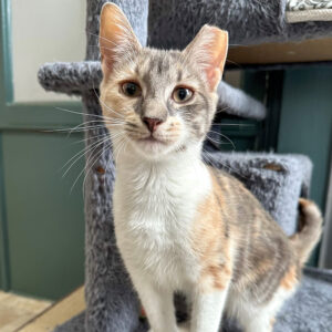 a cat standing on a cat tree