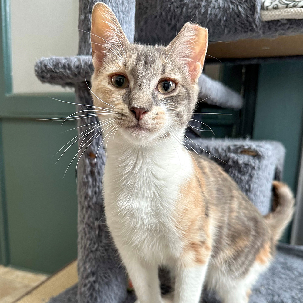 Dilute Calico At Madeleine Frayne Blog Dilute Calico At Madeleine Frayne Blog