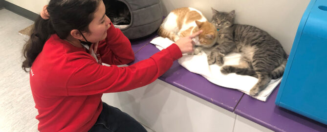 a woman petting a cat