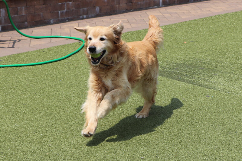 beth-blog-may2023-kody-plays-fetch