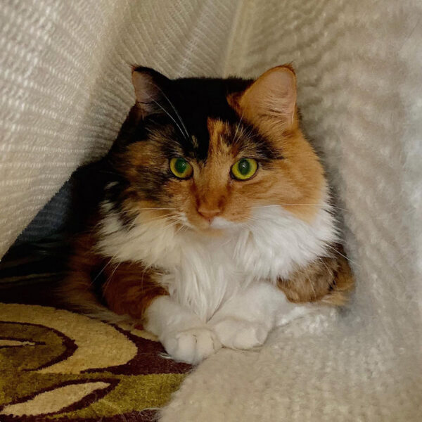 beth-blog-may2023-moosh