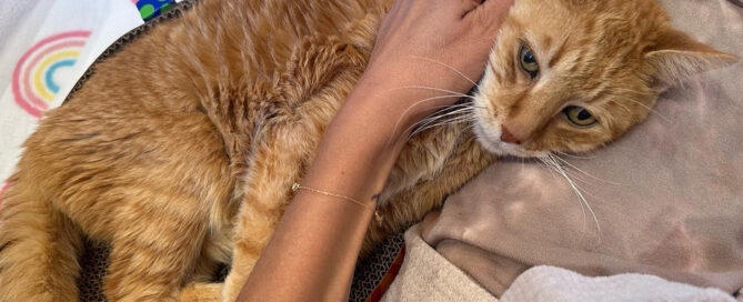 a person petting a cat