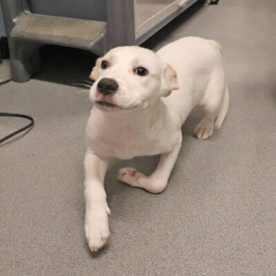 a white dog standing on the floor