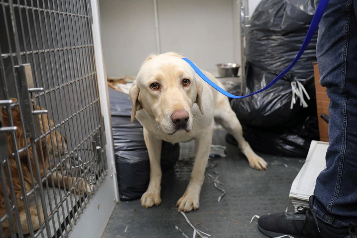 a dog in a cage with a blue leash