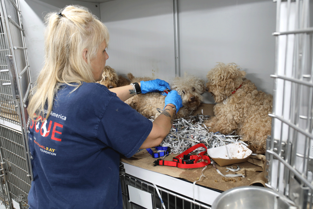 a woman in blue gloves holding a pair of dogs
