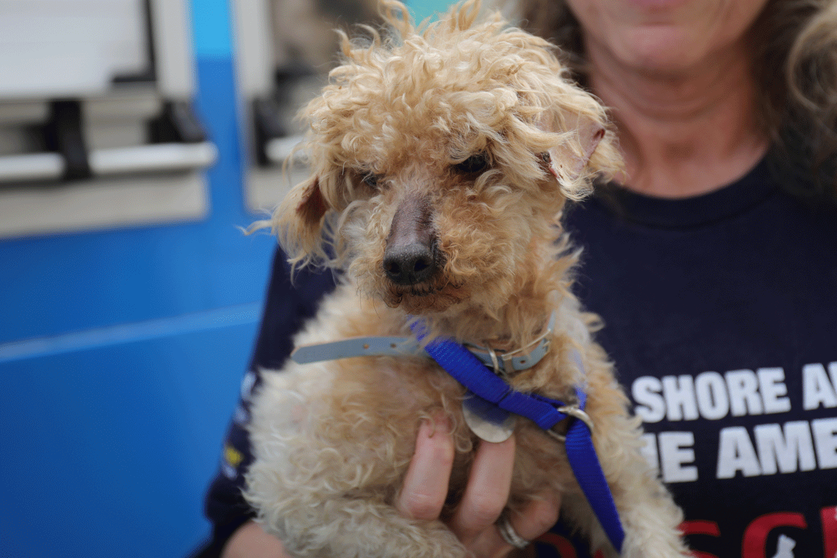 a dog with a blue leash