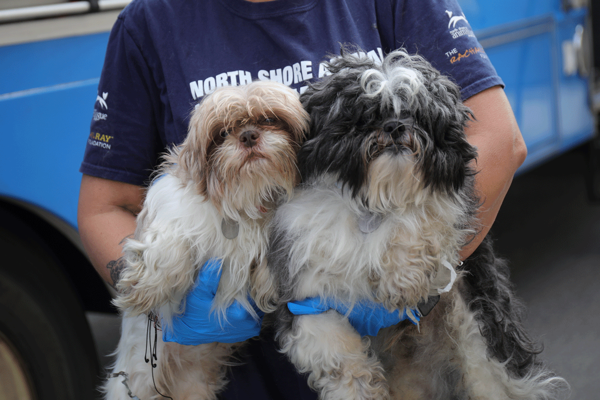 a person holding two dogs
