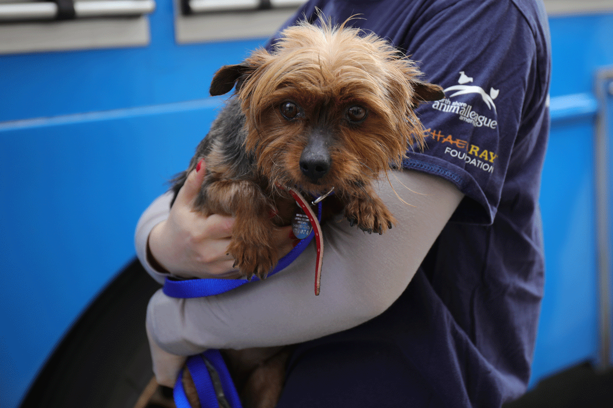 a person holding a dog