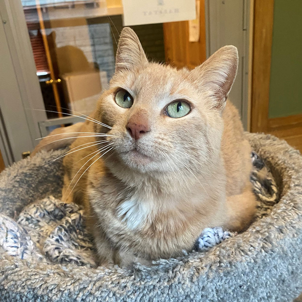 nci3488 gigi female adult tan 051223 Animal League