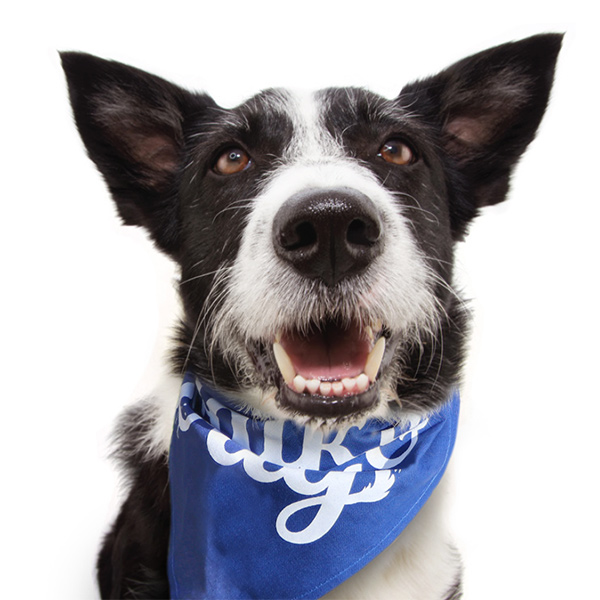 nsala_walkandwag_2023_more_thumbs_cal_1