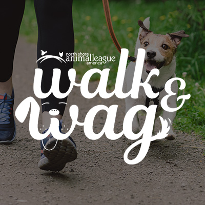 a dog walking on a leash