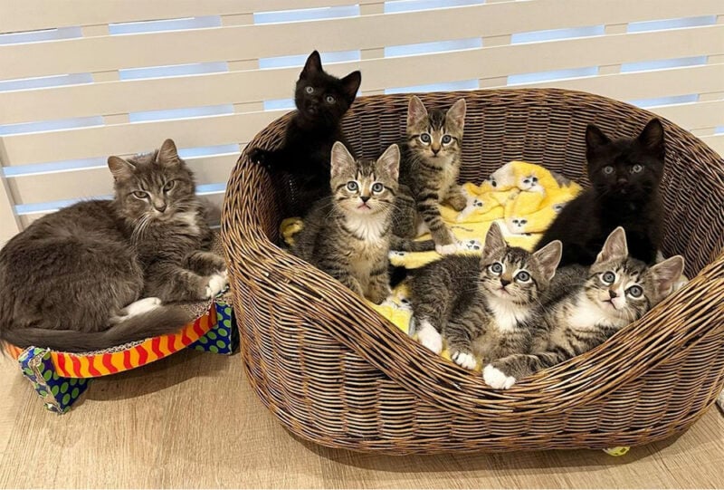 beth-blog-june2023-mama-garden-and-kittens-2 a group of kittens in a basket