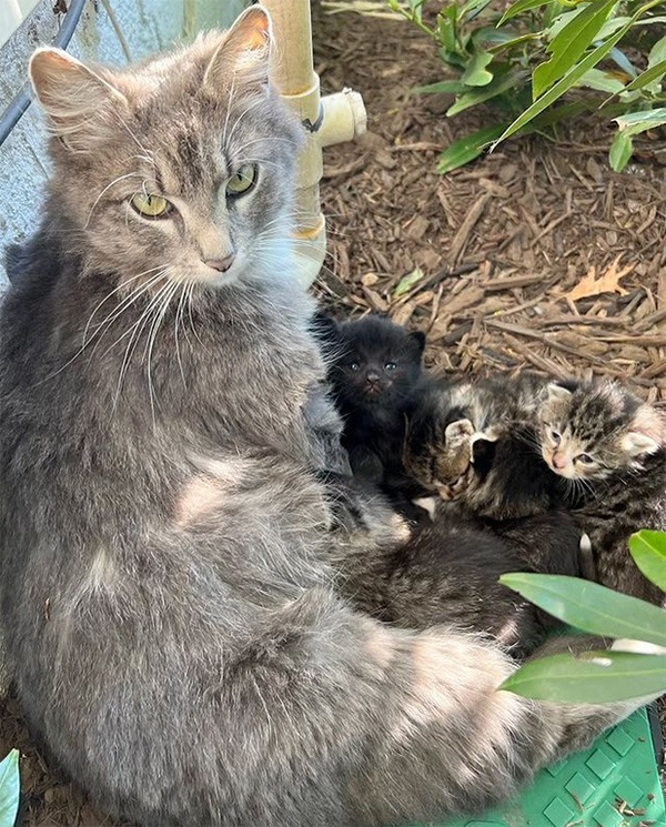beth-blog-june2023-mama-garden-and-kittens a cat with kittens in a garden