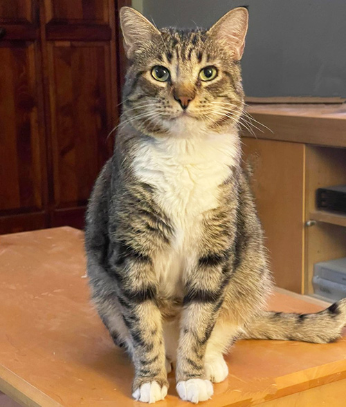 beth-blog-june2023-potato a cat sitting on a table