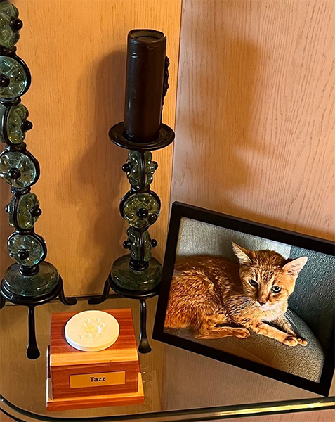 beth-blog-june2023-tazz-memorial-v2 a cat on a picture frame next to a candle