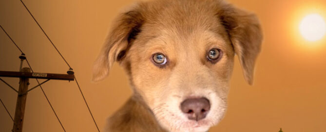 a close-up of a dog