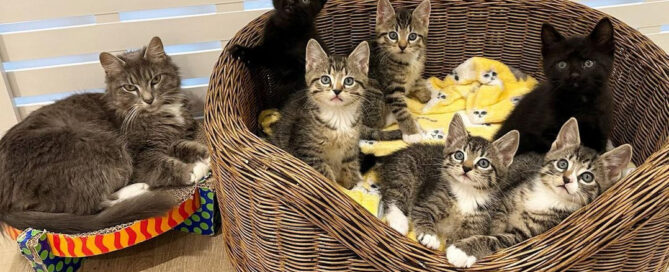 a group of kittens in a basket