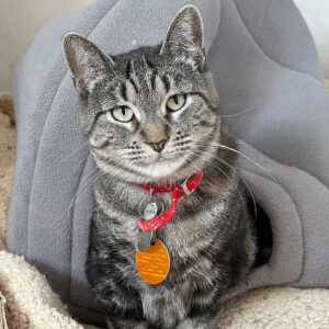 h211337-lefkada-brwn-gry-tabby-dsh-041423 a cat sitting in a cat bed