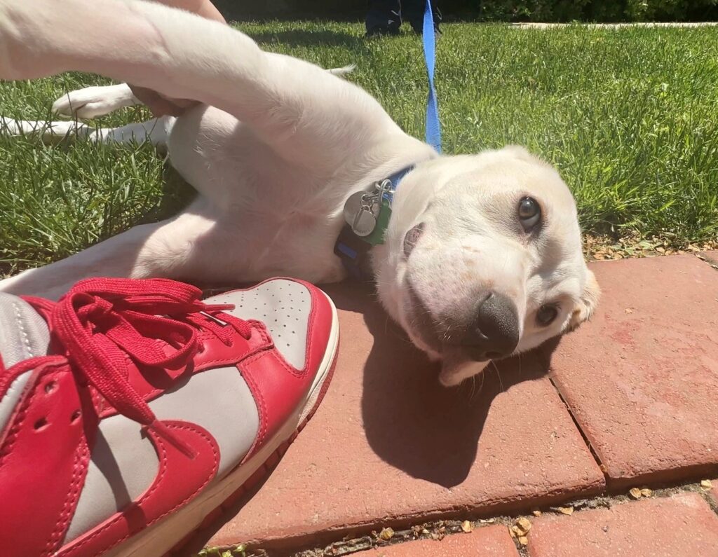 a dog lying on a brick surface next to a person's foot